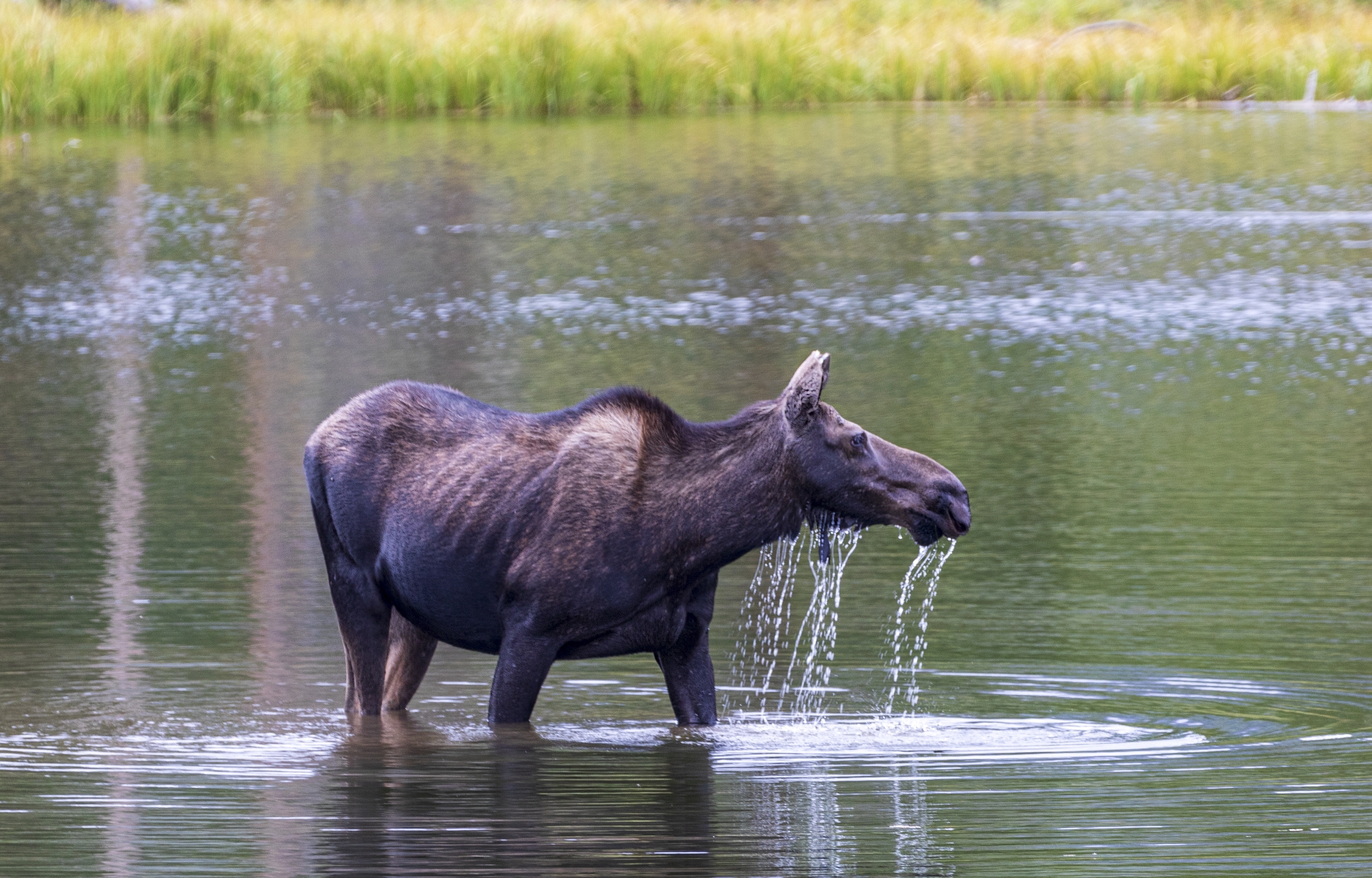 Female Moose, Rocky Mountain National Park